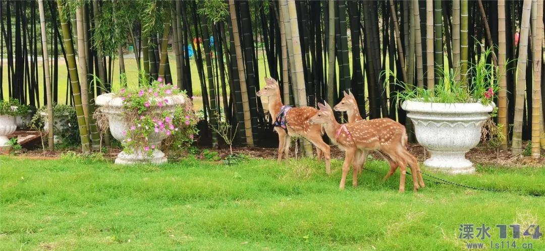 实探“新年第一妖股”深中华A,员工称不知为何大涨,“神秘人”提前布局